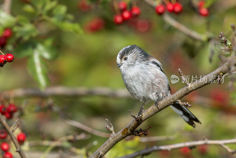 长尾山雀(Aegithalos caudatus)